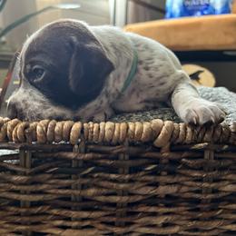 German Shorthaired Pointer Puppies from Bequest German Shorthaired Pointers