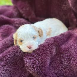 Georgie - White female Cavapoo puppy in Michigan from Cavalier Girls