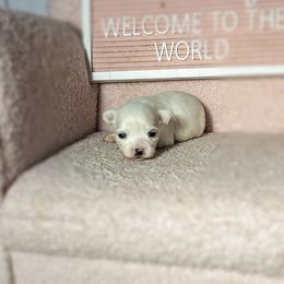 Snow - White female Chihuahua puppy in Redding, California from Akc ivy league chihuahua .  Com