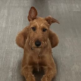 Reba - Irish Terrier
