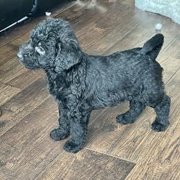 Labradoodle and Poodle Puppies from Top Knot Companions Poodles and Labradoodles