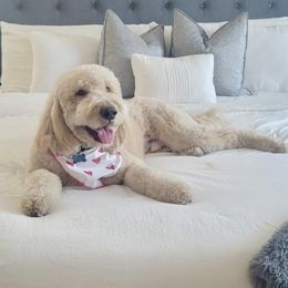 Goldendoodles from California Raised Doodles