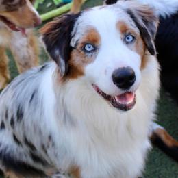 Bella - Australian Shepherd