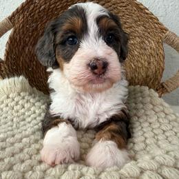 Roo - Merle male Bernedoodle puppy in Concord, California from Golden State Good Dogs