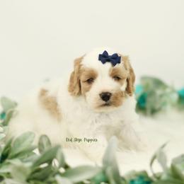 Truffle (Grey Collar Boy) - Blenheim male Cavapoo puppy in Republic, Missouri from Red Skye Puppies