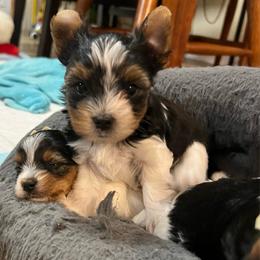 Boy - Black tan and white male Biewer Terrier puppy in Chester, South Carolina from Classic Biewers