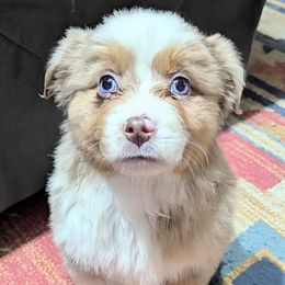 Benson - Red merle female Miniature Australian Shepherd puppy in Frankfort, Indiana from Haleys Farm