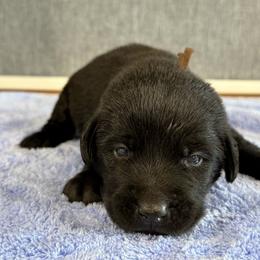 Ozzy - Black male Labrador Retriever puppy in Richfield, Utah from Stormy River Retrievers