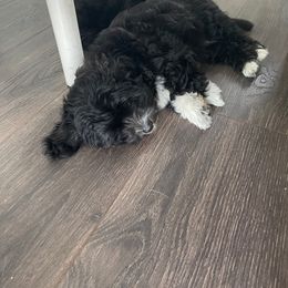 Daisy - Coton de Tulear