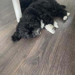 Daisy - Coton de Tulear