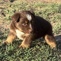 Female 2 - Red tri-color female Australian Shepherd puppy in Lubbock, Texas from REKN’ Kennel Aussies
