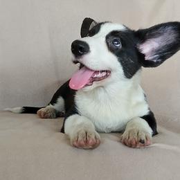Max - Black and white male Cardigan Welsh Corgi puppy in Las Vegas, Nevada from Victory Crown