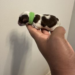 Green - Parti male Yorkshire Terrier puppy in Selden, New York from Alisha's Yorkshire Terriers