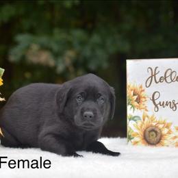 Females pups (generalized for the 3 in litter, second and third picks available) - Black female Labrador Retriever puppy in Halifax, Virginia from Oakborn Kennels