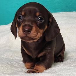Chimichanga - Chocolate and tan male Dachshund puppy in Mount Sherman, Kentucky from Kaleidoscope Dachshunds and Whippets