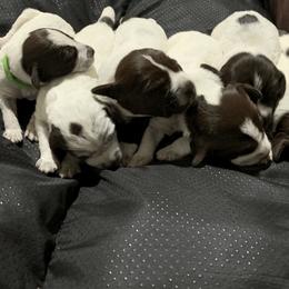 Wirehaired Pointing Griffon Puppies from Happy Hollow Griffons
