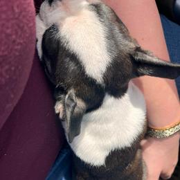 Hailee - Black brindle and white female Boston Terrier puppy in London, Kentucky from Puppy Love