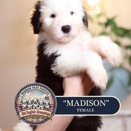 Madison - Gray and white female Old English Sheepdog puppy in Cleveland, Tennessee from Narrow Path Old English & Sheepadoodles