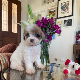 Chase - Tri-color male Cavapoo puppy in Los Angeles, California from Myles Barnum