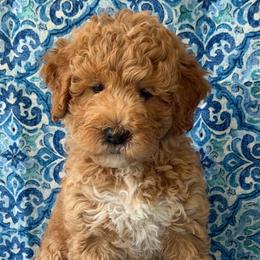 Daisy - Apricot female Australian Labradoodle puppy in Washington, North Carolina from Pamlico Labradoodles