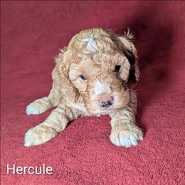 Hercule - Golden male Cockapoo puppy in Sunset, Louisiana from Cano Cockapoos