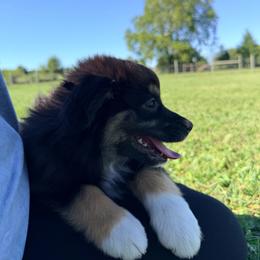 Boy 4 - Black tri male Miniature Australian Shepherd puppy in Arcadia, Indiana from Sunset Cowgirl Mini Aussies