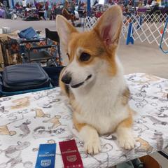 Pembroke Welsh Corgis from Mesquite Side Corgis