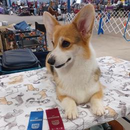 Pembroke Welsh Corgis from Mesquite Side Corgis