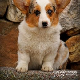 Pembroke Welsh Corgi Puppies from Royal Ridge Corgis