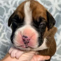 Venice - Fawn male Boxer puppy in Murrieta, California from Boxerpupziesrock