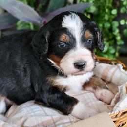 Cream - Tri-color female Bernedoodle puppy in Lancaster, Pennsylvania from Homestead Bernedoodles