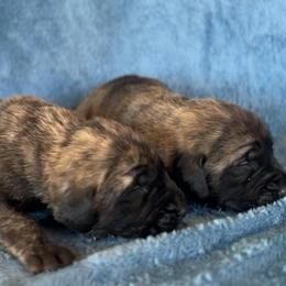 Michelangelo - Brindle male Mastiff puppy in Wewoka, Oklahoma from P Diamond Mastiffs