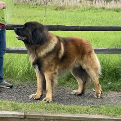 Leonberger All Grown Up from Inglenook Kennel