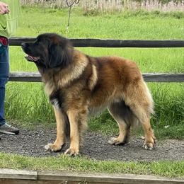 Leonberger All Grown Up from Inglenook Kennel