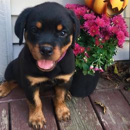 Rottweilers from Jestors Rottweilers