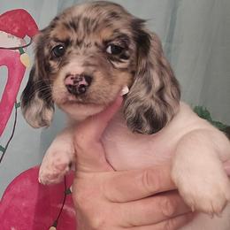 Blabk and cream dapple piebald - Dapple female Dachshund puppy in Port Charlotte, Florida from Vicki's Dachshund Crossing