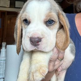 White Collar - Blue tan and white male Beagle puppy in Viper, Kentucky from Mountain Top