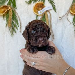 Goldendoodle Puppies from Owen-a-Doodle