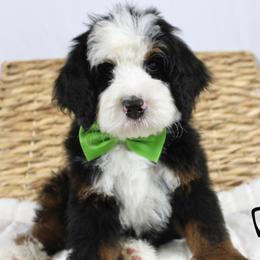Dopey - Tri-color male Bernedoodle puppy in Casa Grande, Arizona from AzDoodle Dandies