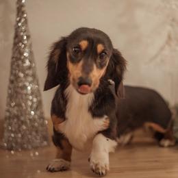 Beau - Black and tan male Dachshund puppy in Eastland, Texas from Mavericks Mini Dachshunds