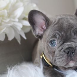 French Bulldog Puppies from 5th Avenue French Bulldogs