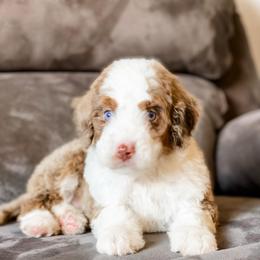 Montana - Chocolate merle male Bernedoodle puppy in Hudson, Indiana from TurkeyCreek-K9