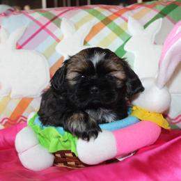 Liz - Black gold and white female Shih Tzu puppy in Puyallup, Washington from Sugar and Spice Shih Tzu