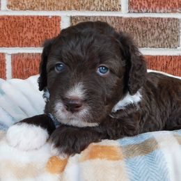 Aussiedoodles from Apple Kreek Kennels