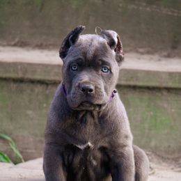 Cane Corso Puppies from Coastal View Kennels