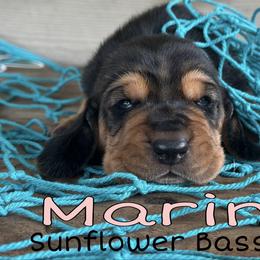 Marina - Black tan and white female Basset Hound puppy in Marianna, Florida from Sunflower Bassets