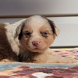Boy 6 Mr. Flint - Red merle Miniature Australian Shepherd puppy in St. Louis, Missouri from Spotted Rump Ranch