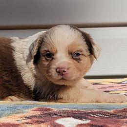 Boy 6 Mr. Flint - Red merle Miniature Australian Shepherd puppy in St. Louis, Missouri from Spotted Rump Ranch