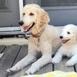 Penny - Poodle
