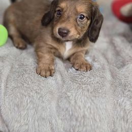 RTG MALE - Fawn male Dachshund puppy in Lufkin, Texas from Dixie Chic Frenchies